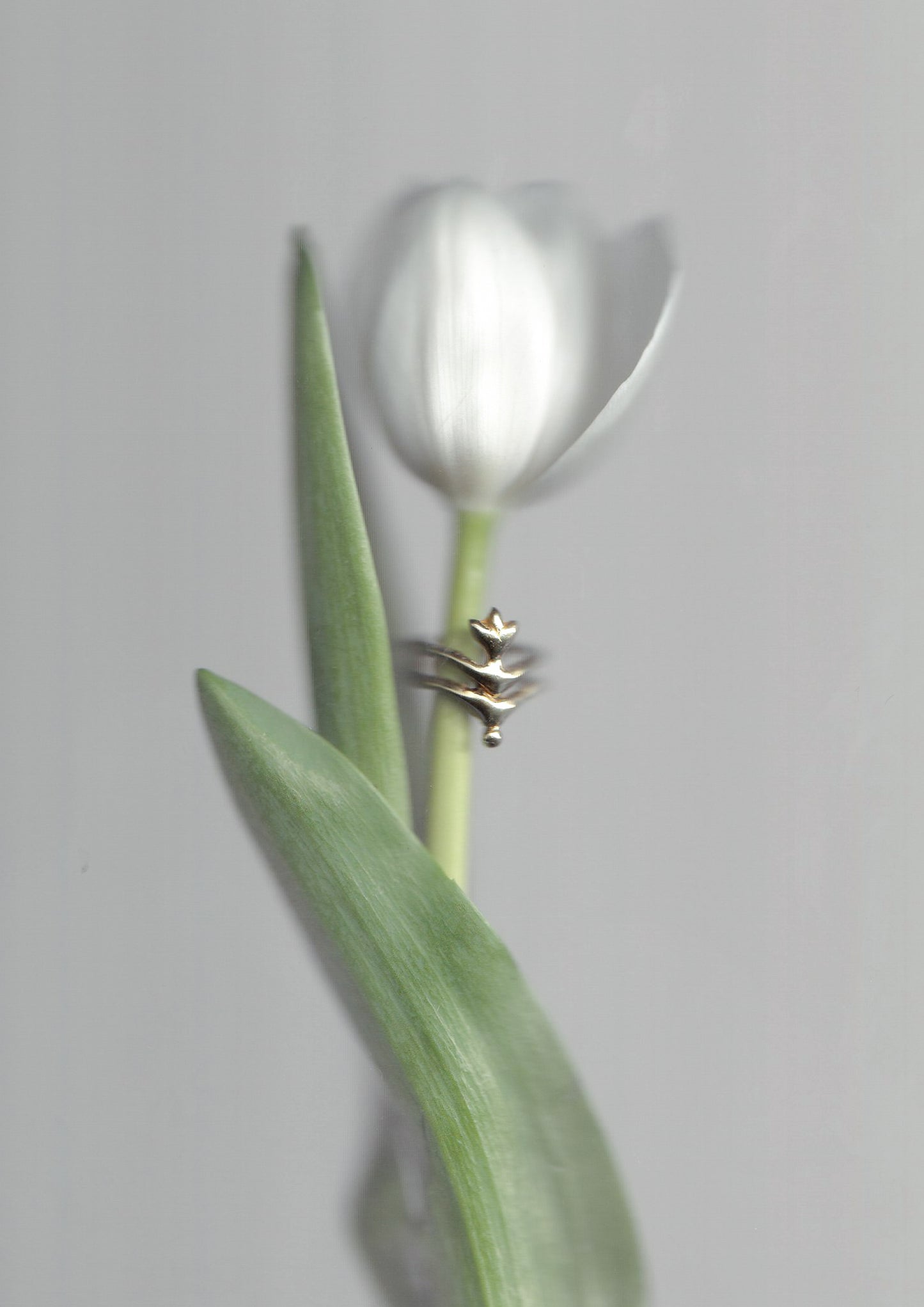 Renasentia Ring